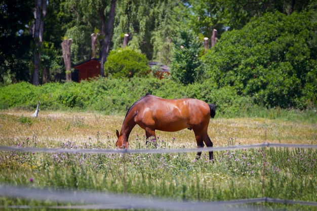 cheval brun broutant dans un pâturage vert, chevaux espagnols