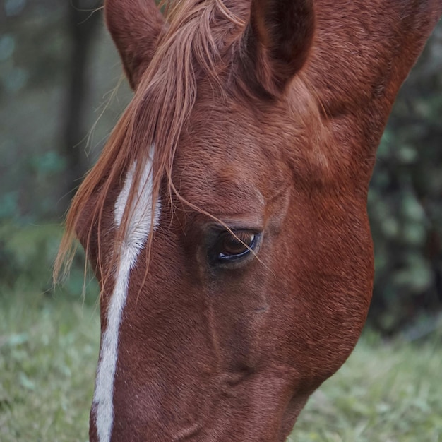 Cheval brun broutant dans le pré