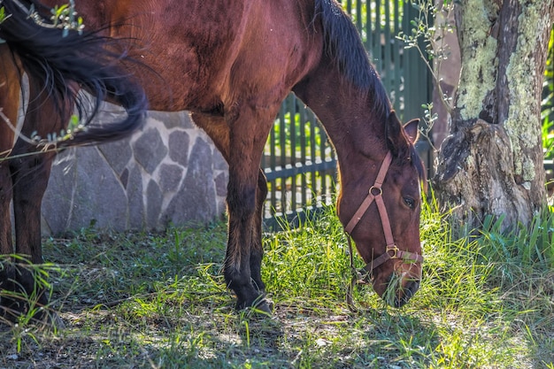 Cheval brun broutant près d'un olivier