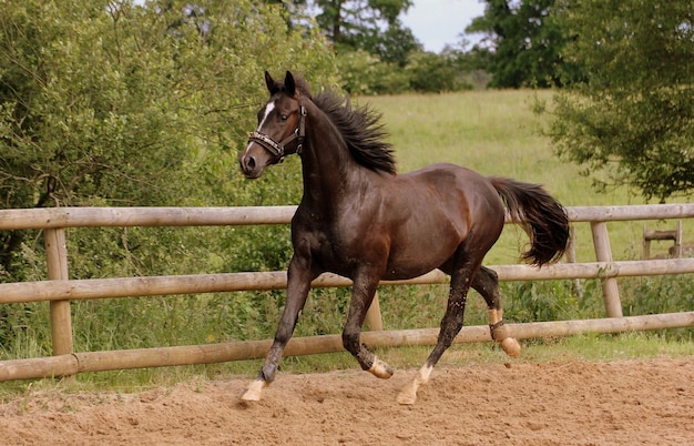 Un cheval brun court dans le paddock