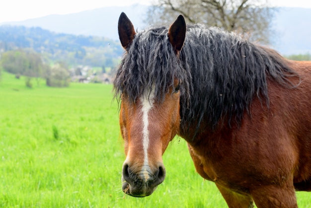 Cheval brun à crinière noire