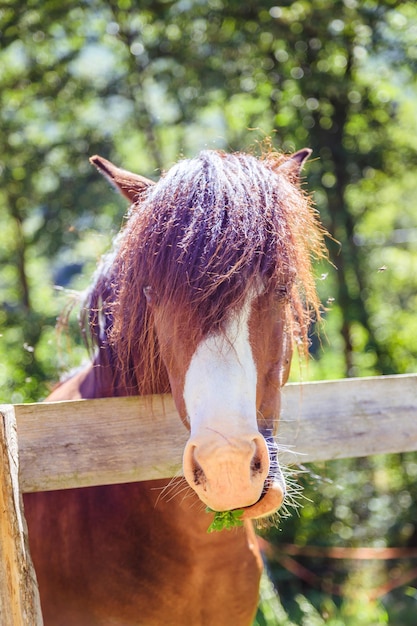 Cheval brun curieux sur le pré vert Italie