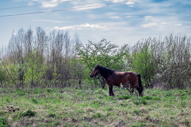 Cheval brun dans le champ près de la forêt