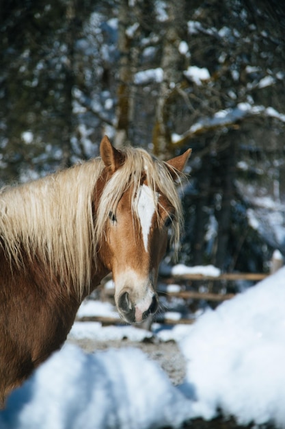 Cheval brun dans le paddock Paysage idyllique en hiver