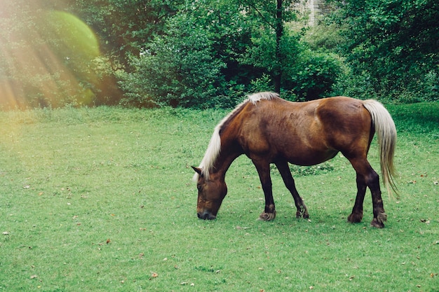 Cheval brun dans le pré dans la nature