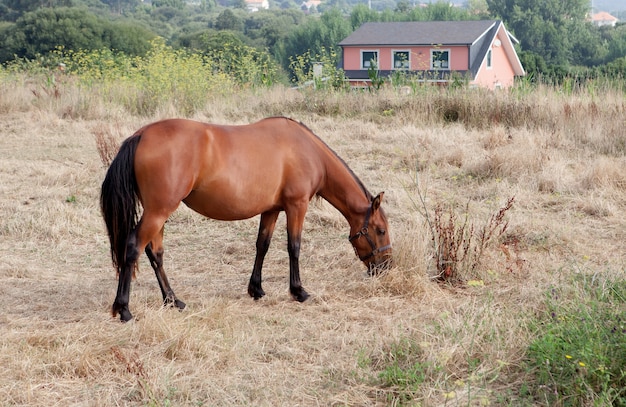 Cheval brun dans le pré pâturage