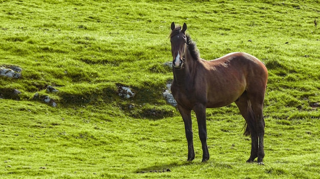 Cheval brun debout dans une prairie ensoleillée