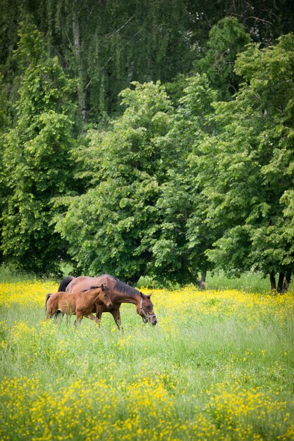 Cheval brun femelle avec nouveau-né bébé cheval mange de l'herbe dans le champ