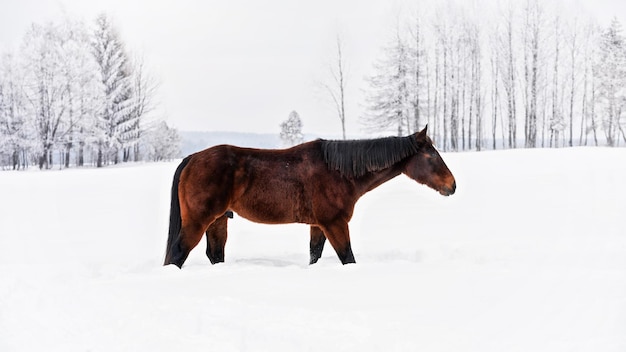 Cheval brun foncé se promène sur un pré couvert de neige, arbres en arrière-plan, vue latérale.