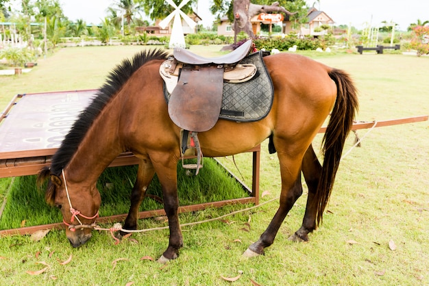 Cheval brun sur fond blanc