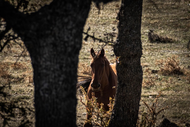 Photo cheval brun galopant à travers les arbres