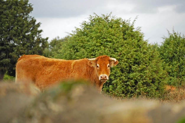 Photo cheval brun sur l'herbe contre les arbres