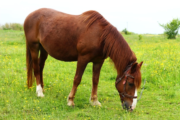 Cheval brun sur l'herbe verte