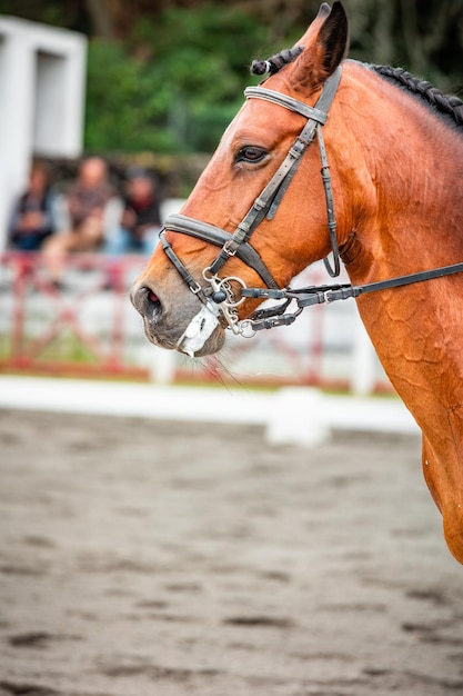 Photo cheval brun lors d'une compétition de dressage, selle de bride et cavalier