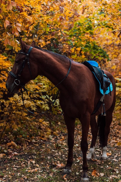 Un cheval brun marche dans la forêt d'automne