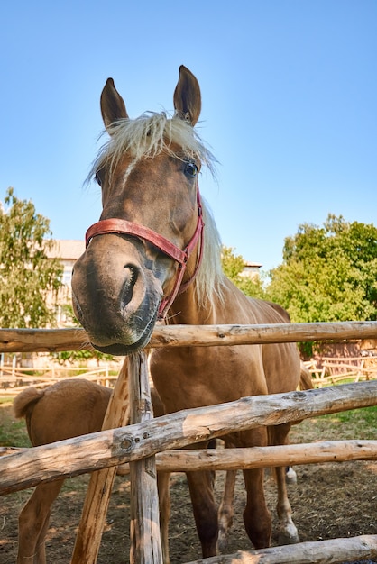 Photo cheval brun mignon drôle tourné sur un objectif grand angle à la ferme