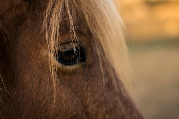 cheval brun oeil dans le domaine