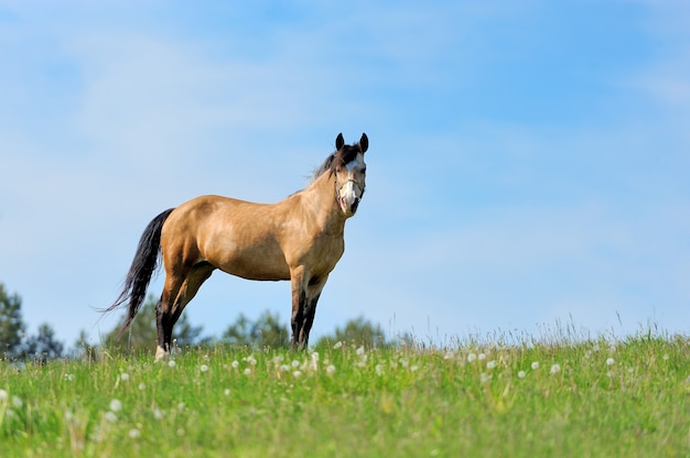 Cheval brun sur le pâturage. Jour d'été