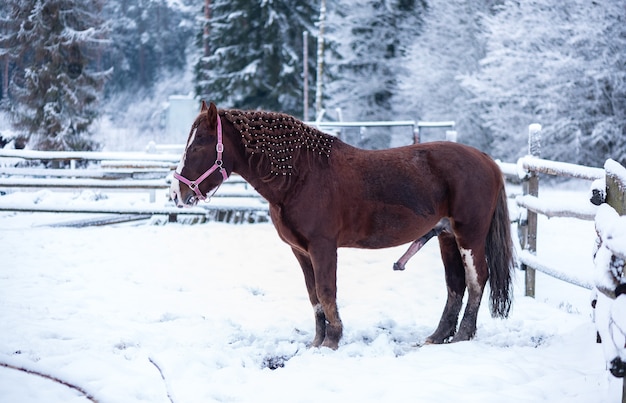 Cheval brun avec pénis en érection en hiver