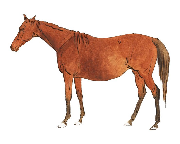 Photo cheval brun png aquarelle illustration élément fond transparent remixé à partir de l'œuvre de sawrey gilpin par rawpixel