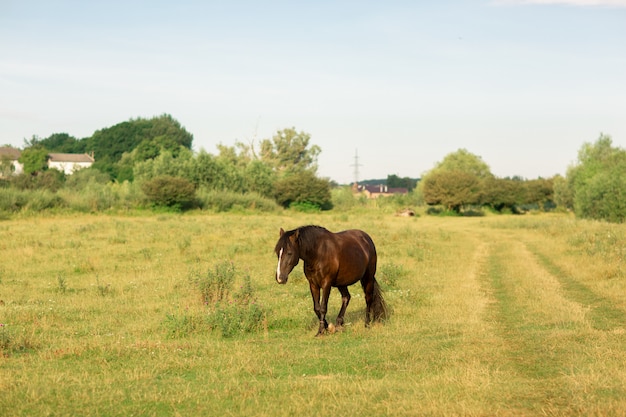 Cheval brun promenades dans les pâturages en été