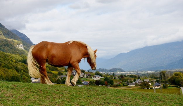 Cheval brun pur dans un pré