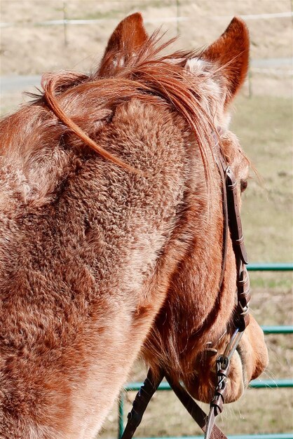 Photo le cheval brun