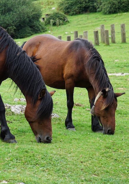 le cheval brun