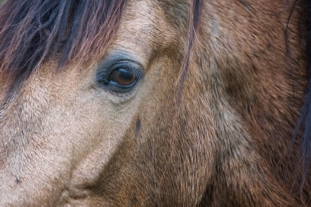 le cheval brun