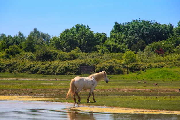 Cheval De Camargue