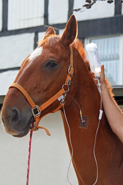 cheval avec canule dans la veine prenant une perfusion