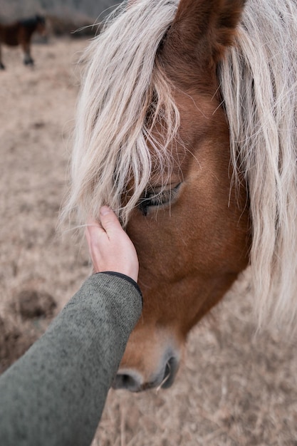 Cheval caressant la main