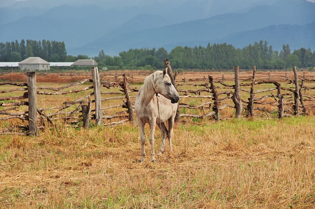 Le cheval, caucasien, Azerbaïdjan