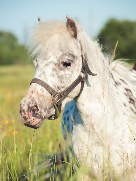 Photo un cheval sur un champ herbeux