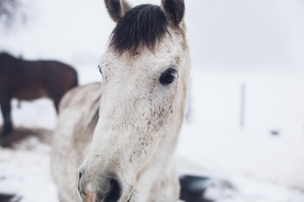 Photo le cheval sur le champ en hiver