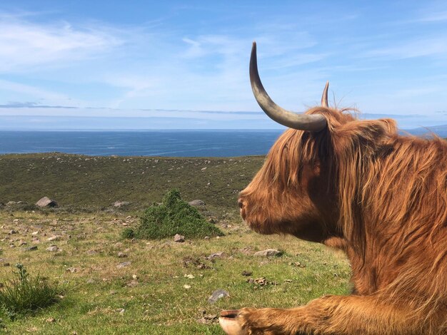 Photo cheval sur le champ par la mer contre le ciel