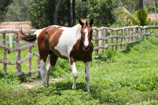 Cheval sur le champ vert