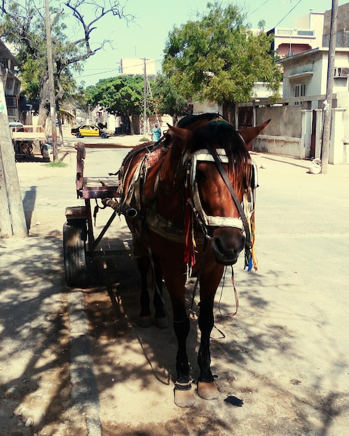 Cheval avec charrette sur la route en ville