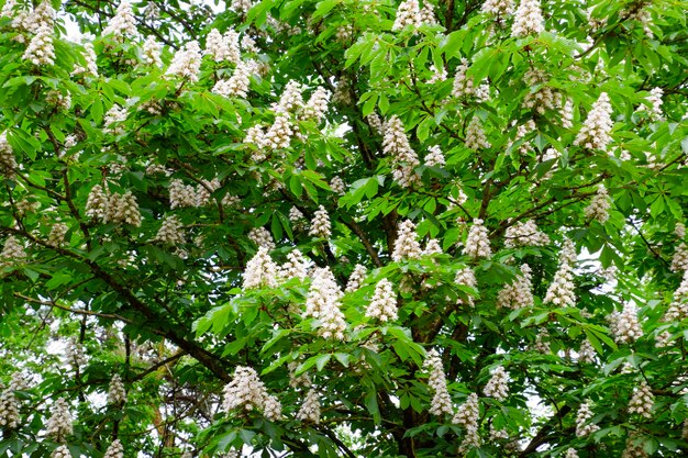 Photo un cheval de châtaignier en fleurs des bouquets blancs de fleurs de chêne