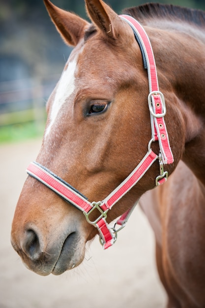 Cheval closeup