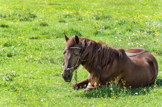 Cheval couché sur le pré