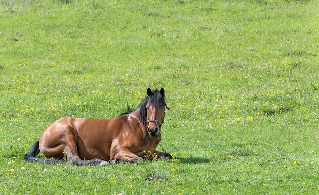 Cheval couché sur le pré