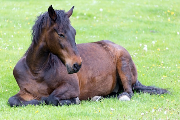 Cheval couché sur le pré