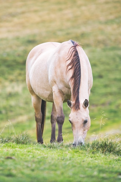 Le cheval de couleur Isabella mange de l'herbe dans les Préalpes italiennes