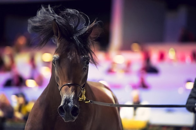 Photo cheval courant contre les sièges