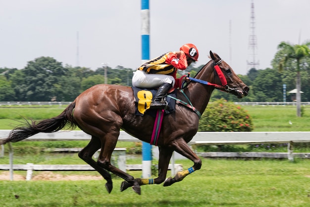 Cheval de course et jockey sautant par-dessus un obstacle