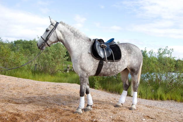 cheval de course en plein air