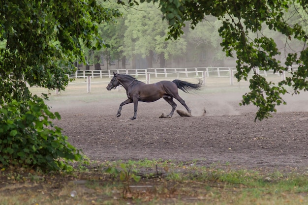 Cheval de course sur le terrain d'entraînement