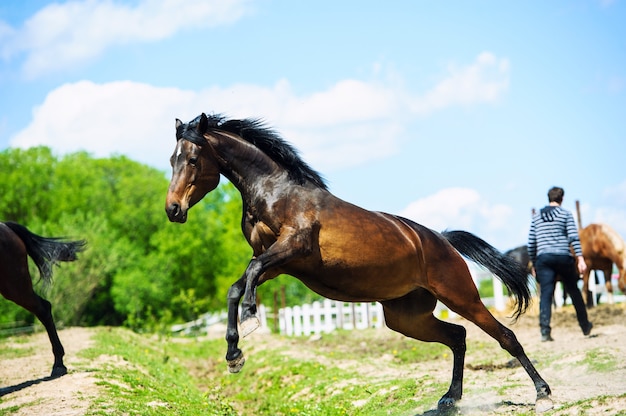 Cheval de course