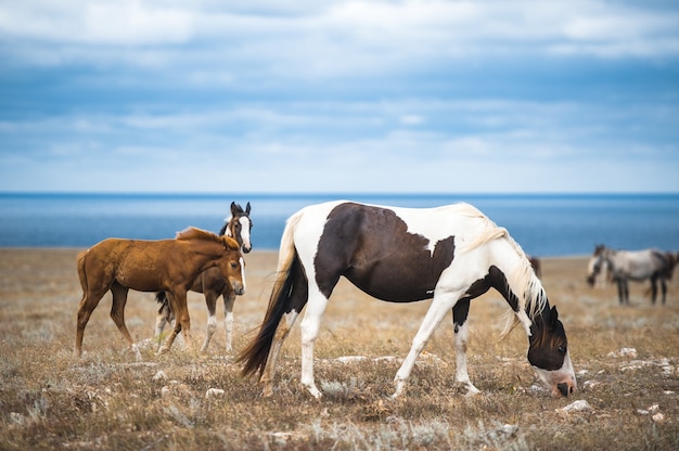 Cheval dans un champ, animaux de la ferme, série nature